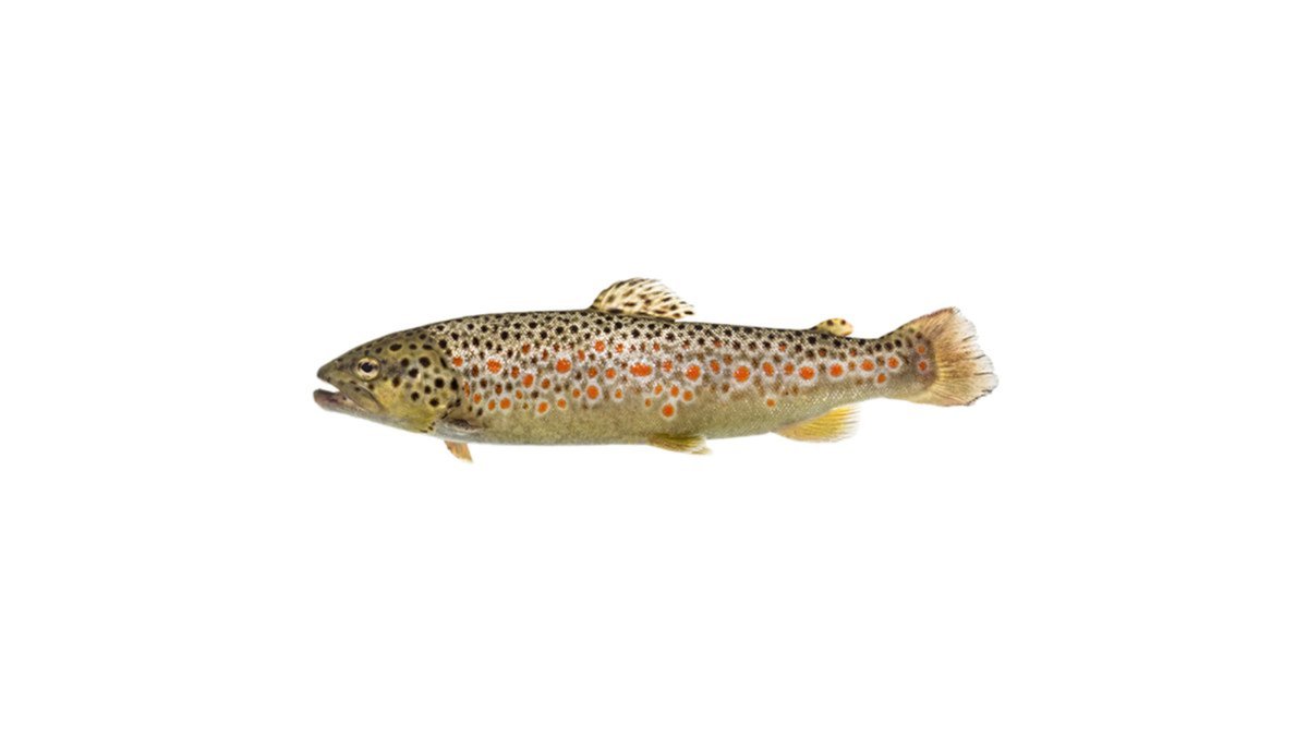 Gudamakari თევზი trout (400 gr)
